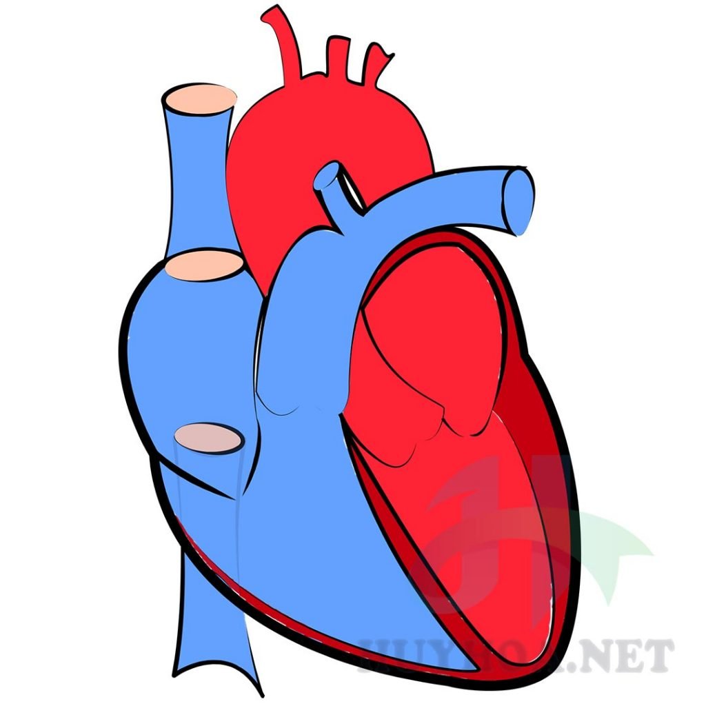 Thiếu máu cơ tim nên ăn gì?