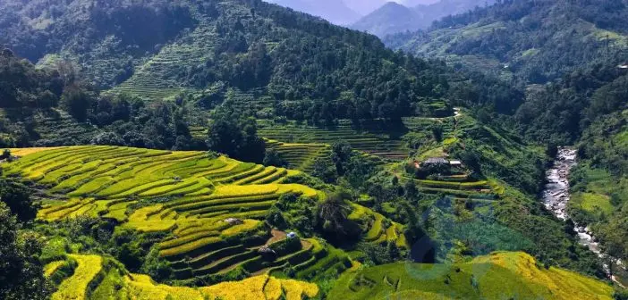 Bộ ảnh đẹp lung linh của Bản Phùng, Hoàng Su Phì, Hà Giang 8 Cánh đồng lúa trên Bản Phùng