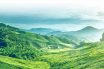 Green Tea Hill - Vietnam