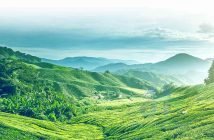 Green Tea Hill - Vietnam