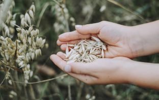 Yến mạch có thể dùng giảm cân hoặc ăn kiêng không? Yến mạch ăn liền dùng để giảm cân