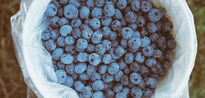 Blueberries appear to have significant benefits for people with high blood pressure