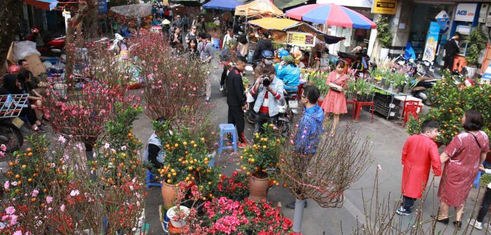 Hang Luoc Street - Colour culture street in Vietnamese New Year 8 Peaches and kumquat are popularly sold at the Tet Hang Luoc flower market