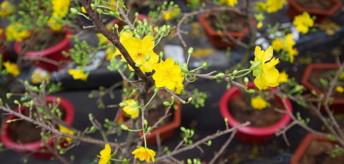 Hang Luoc Street - Colour culture street in Vietnamese New Year 4 Closeup at Yellow apricot flowers in Tet flowers market, Hang Luoc street
