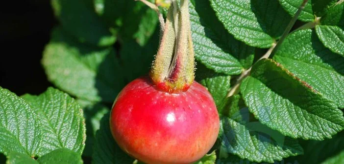 Rosehip Helps Reduce Development of Cancer Cells for ER+ Breast Cancer Rosehip Helps Reduce Development of Cancer Cells for ER+ Breast Cancer