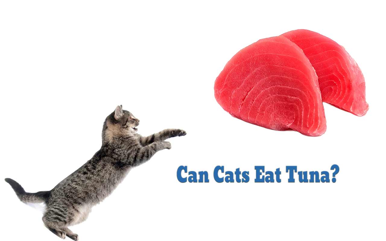 Can Cats Safely Feast On Tuna? The Ultimate Guide [Updated 2023]