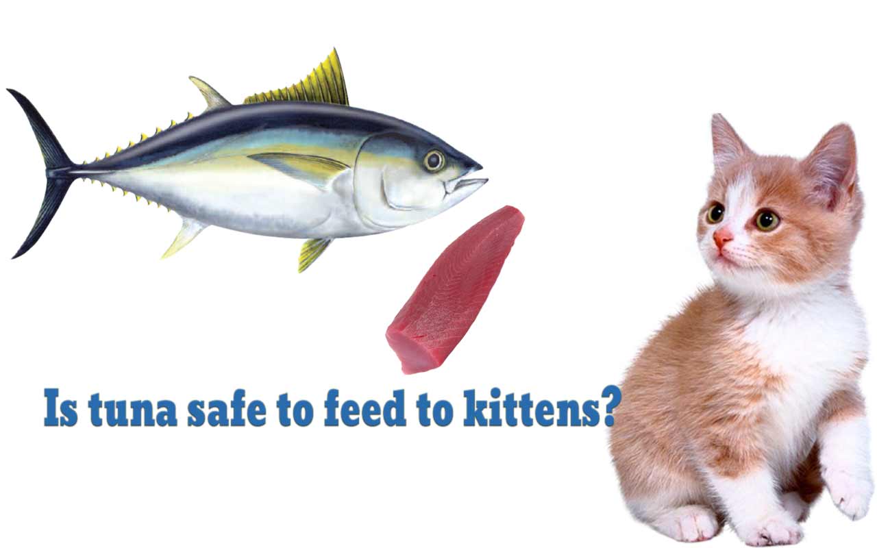 Can Cats Safely Feast On Tuna? The Ultimate Guide [Updated 2025]