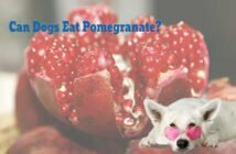 Can Dogs Eat Pomegranate?