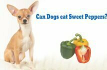 Can Dogs Eat Sweet Peppers?