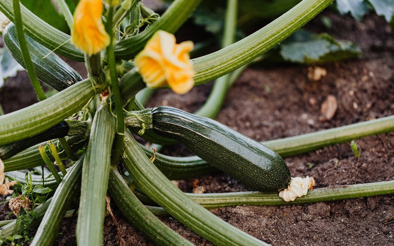 Zucchini squash is an extremely beneficial supplement for dogs.