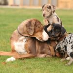 catahoula leopard dogs