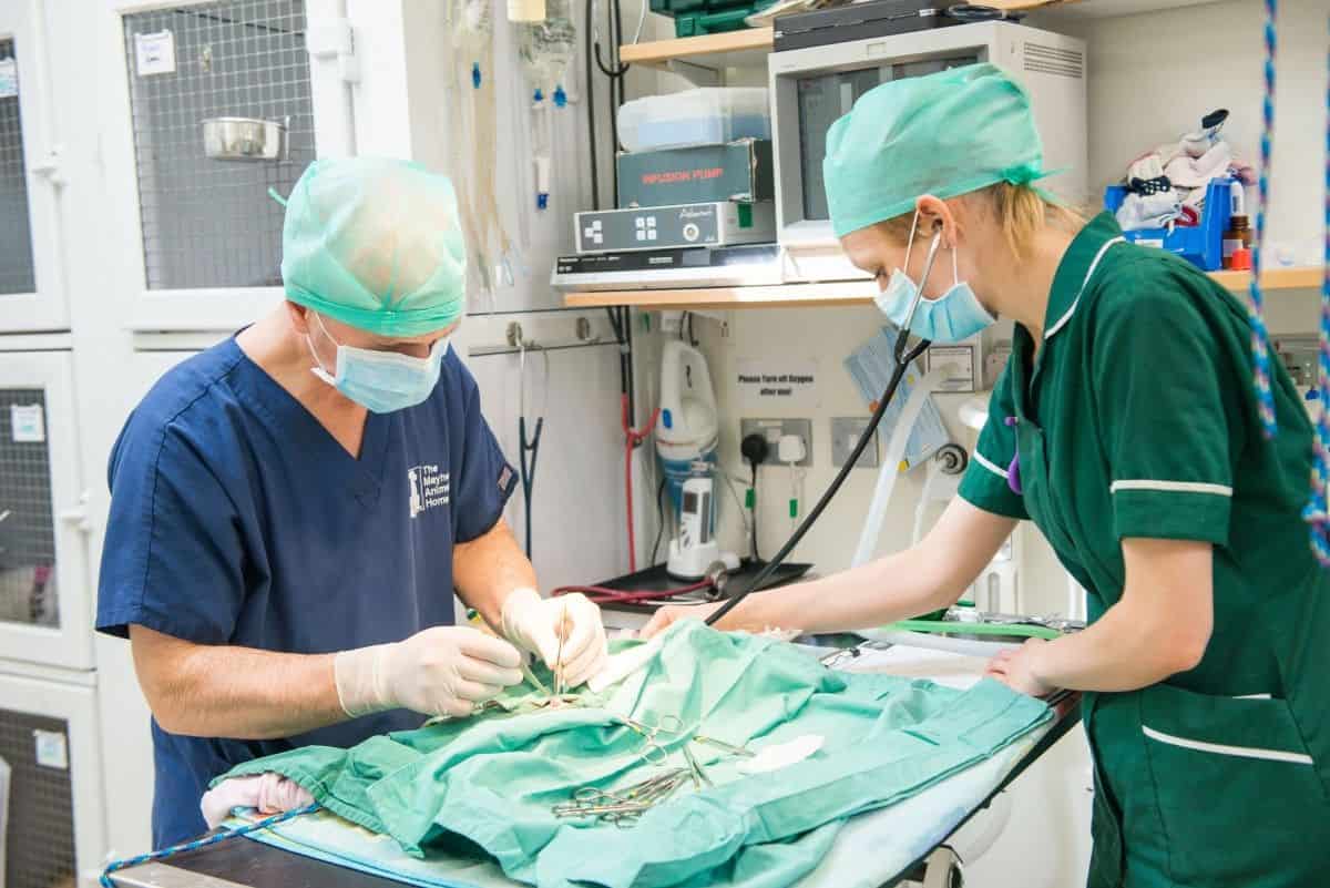 Two veterinary surgeons are performing orchiectomy on the dog. Two veterinary surgeons are performing orchiectomy on the dog.