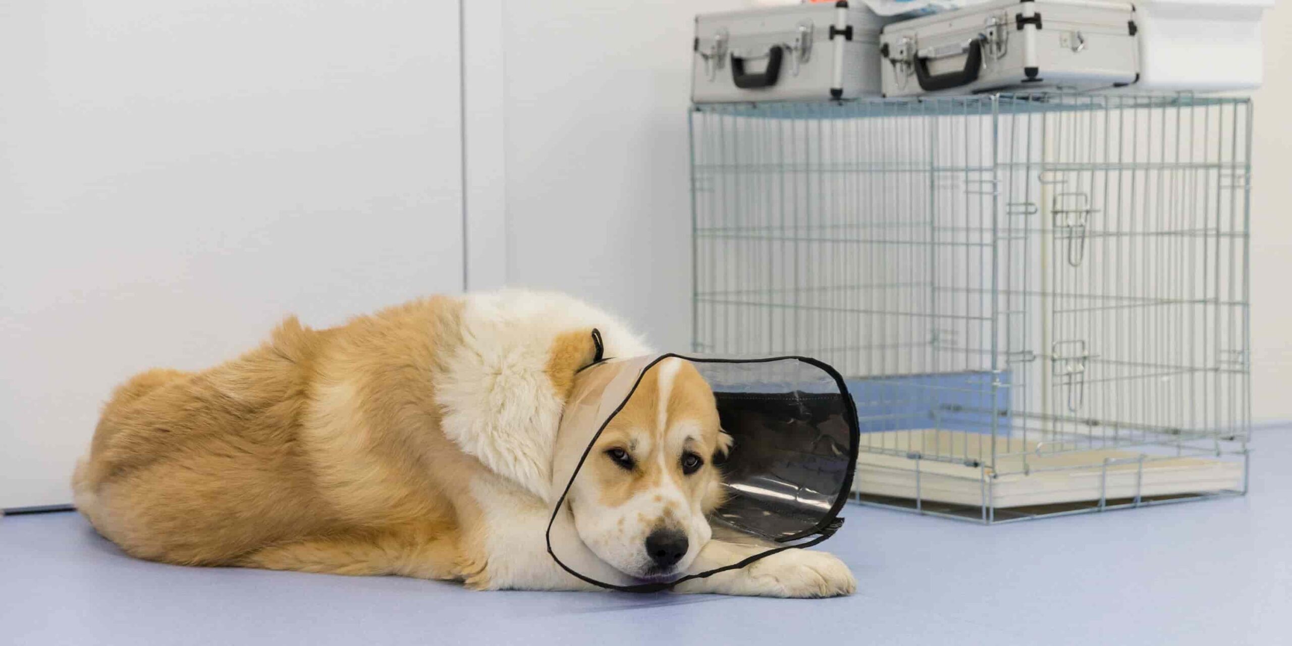 A dog wearing a cone collar and resting on a bed after neutering surgery A dog wearing a cone collar and resting on a bed after neutering surgery