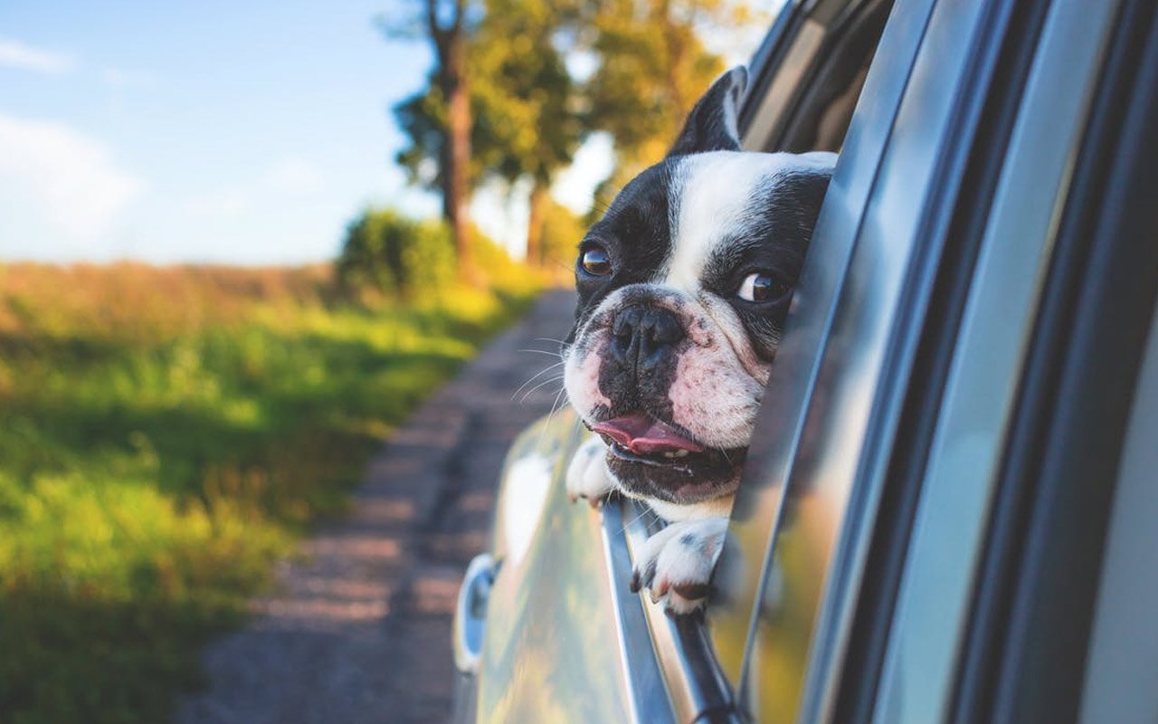 There are many suggested natural remedies for treating dogs with motion sickness.