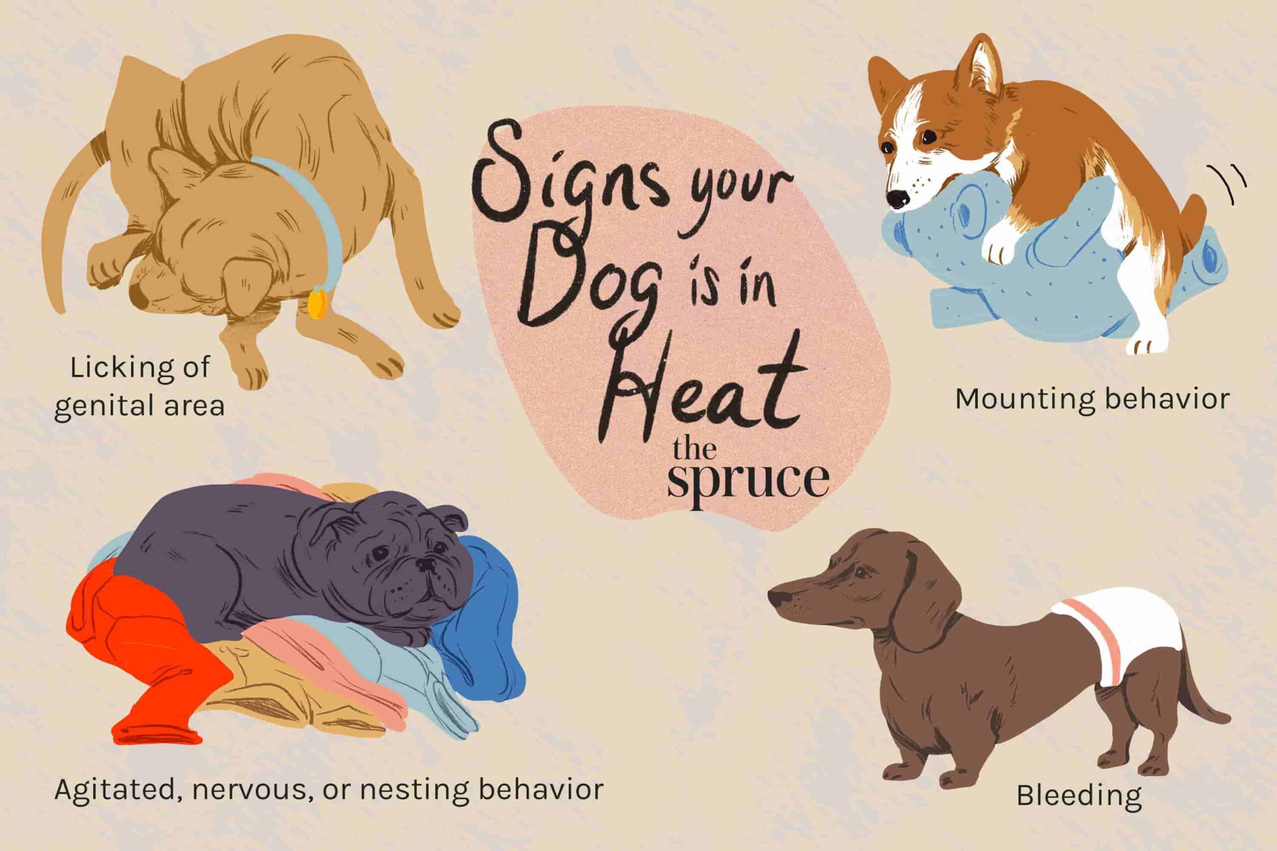 Signs Your Dog Is in Heat Signs Your Dog Is in Heat