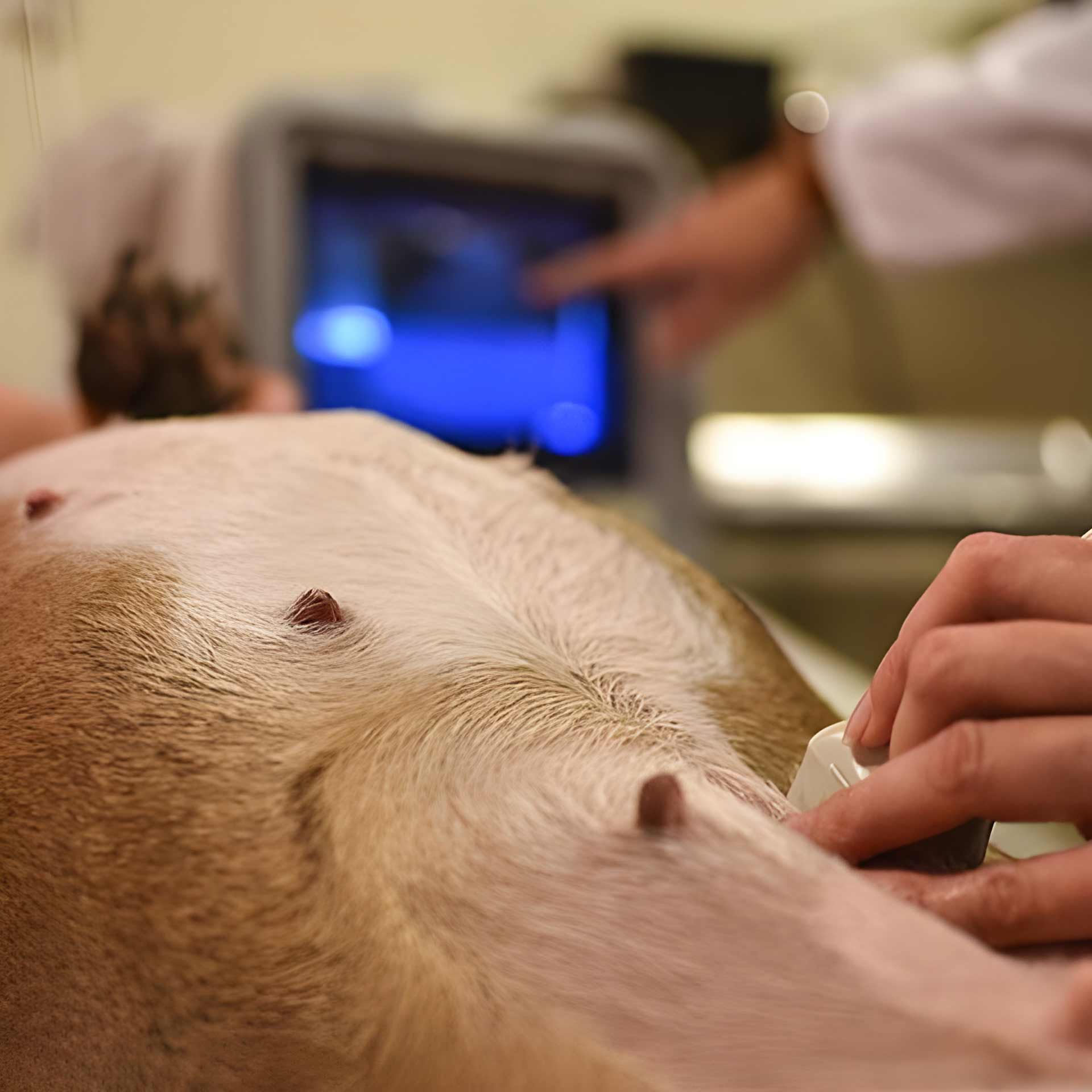 pregnant dog ultrasound pregnant dog ultrasound