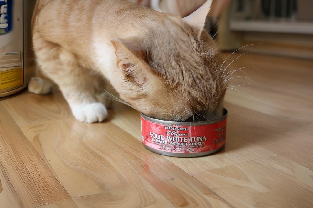 Best Canned Tuna For Cats How To Choose Safe & Nutritious Options