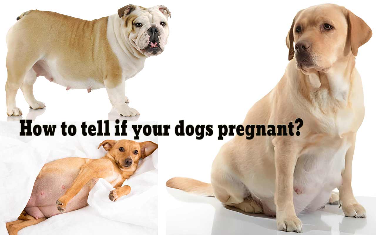 How To Tell If Your Dog Is Pregnant The Early Signs And Symptoms