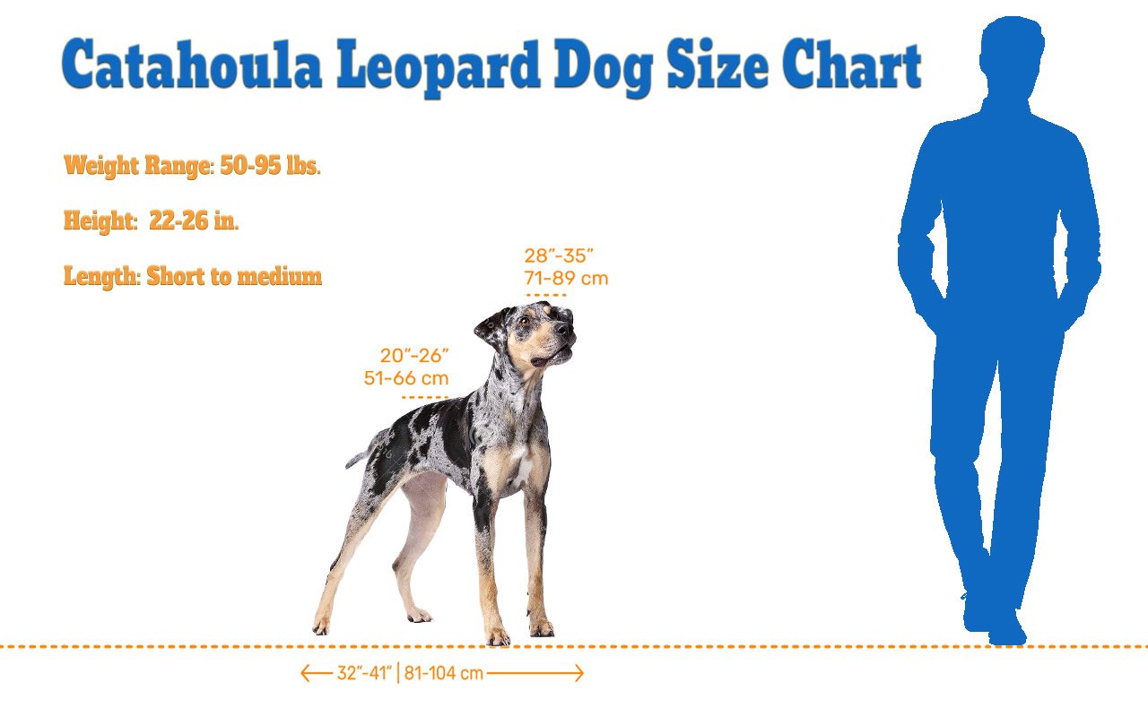 Catahoula Leopard Dog size chart