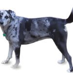 Catahoula Leopard Dog: Everything You Need To Know 3 Louisiana Catahoula Leopard Dog