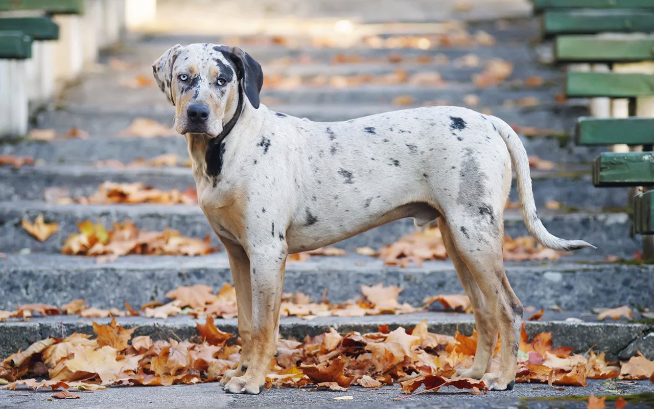 do catahoula leopard dog bark a lot