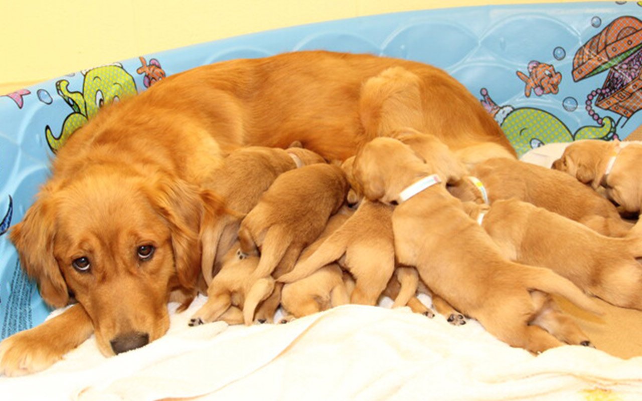 Dogs that have too many puppies may be at high risk of canine eclampsia