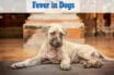 Fever in Dogs