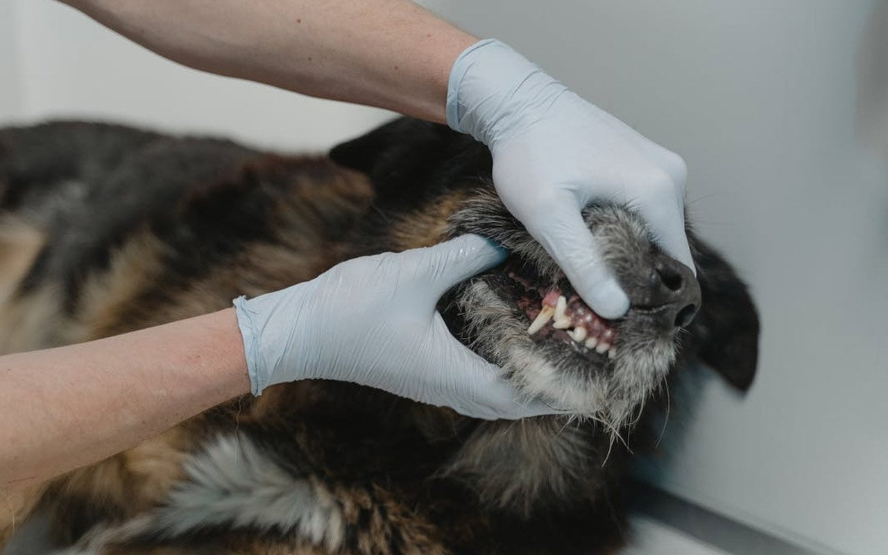 A root abscess can also be a cause of a dog's hyperthermia (fever).