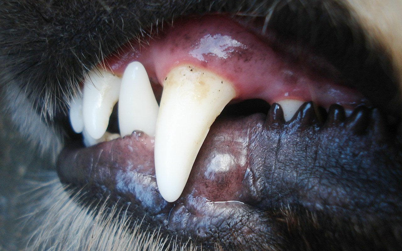 Red and swollen gums are the most obvious sign of tooth abscess in dogs