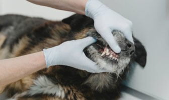 Tooth Abscess in Dogs