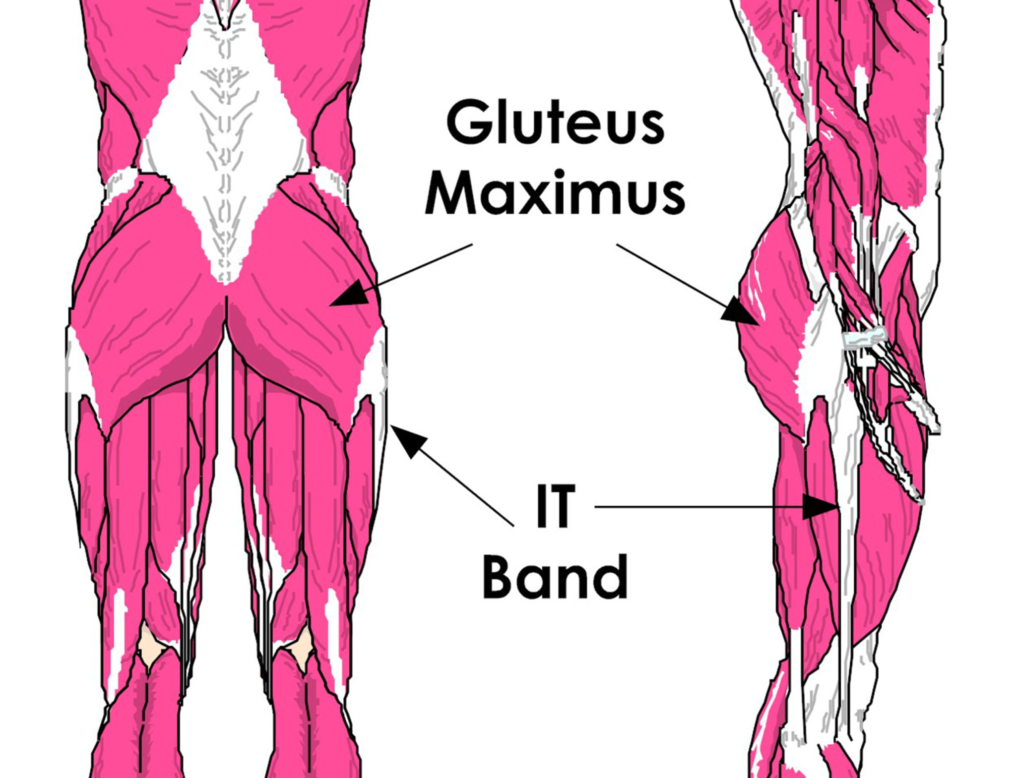 The effects of cycling on the glutes 1 A diagram of the gluteus maximus muscle.