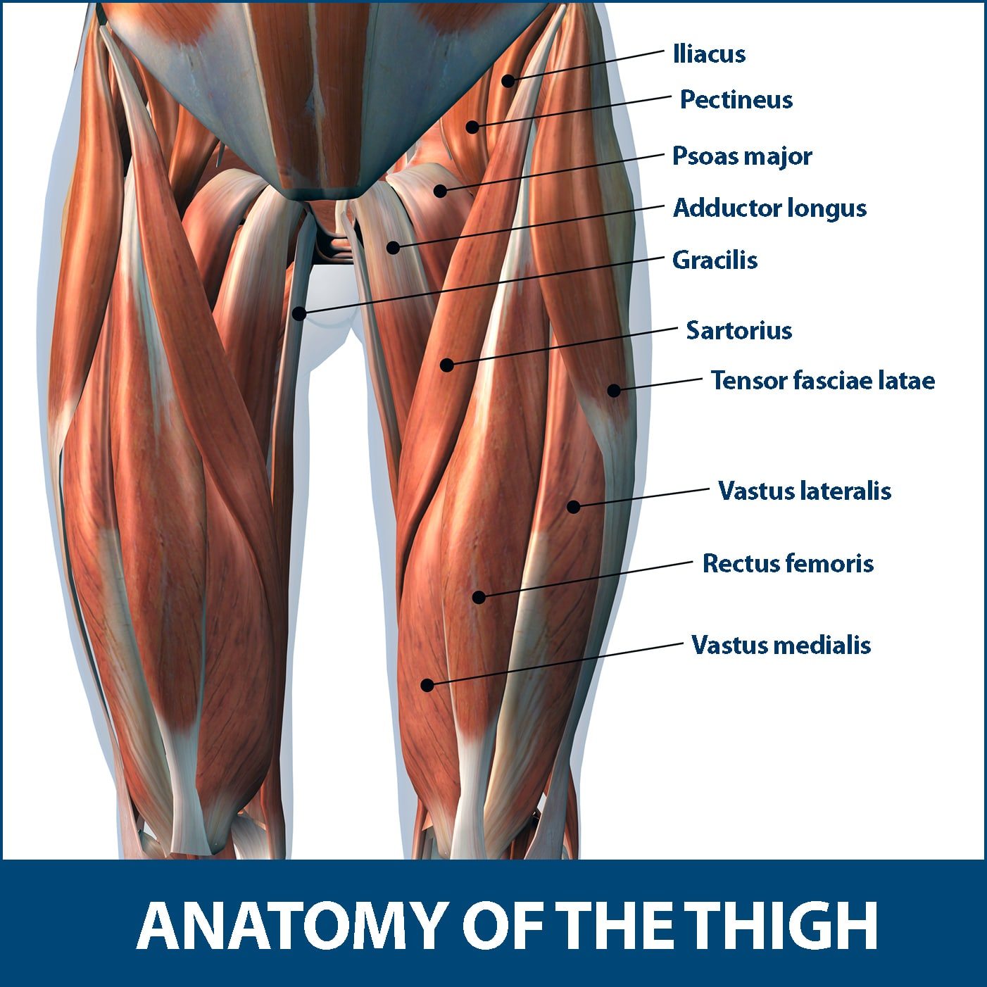 anatomy of the thigh