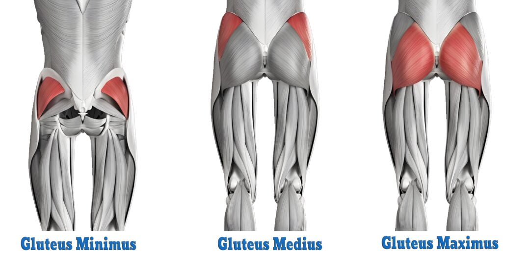 Gluteus Minimus, Gluteus Medius, and Gluteus Maximus muscles