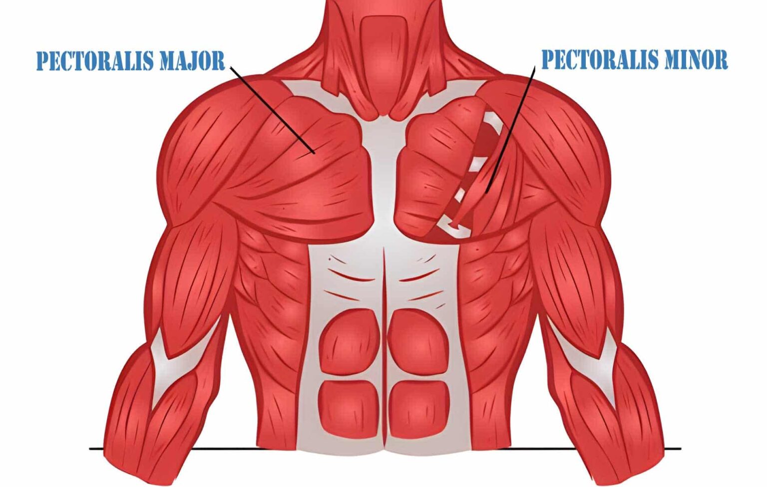 The 8 Most Effective Lower Chest Exercises, According To Professional