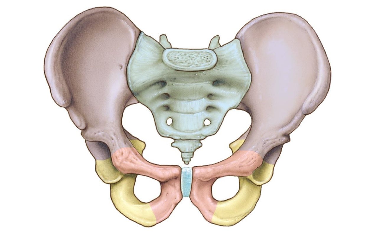 female pelvis and buttocks