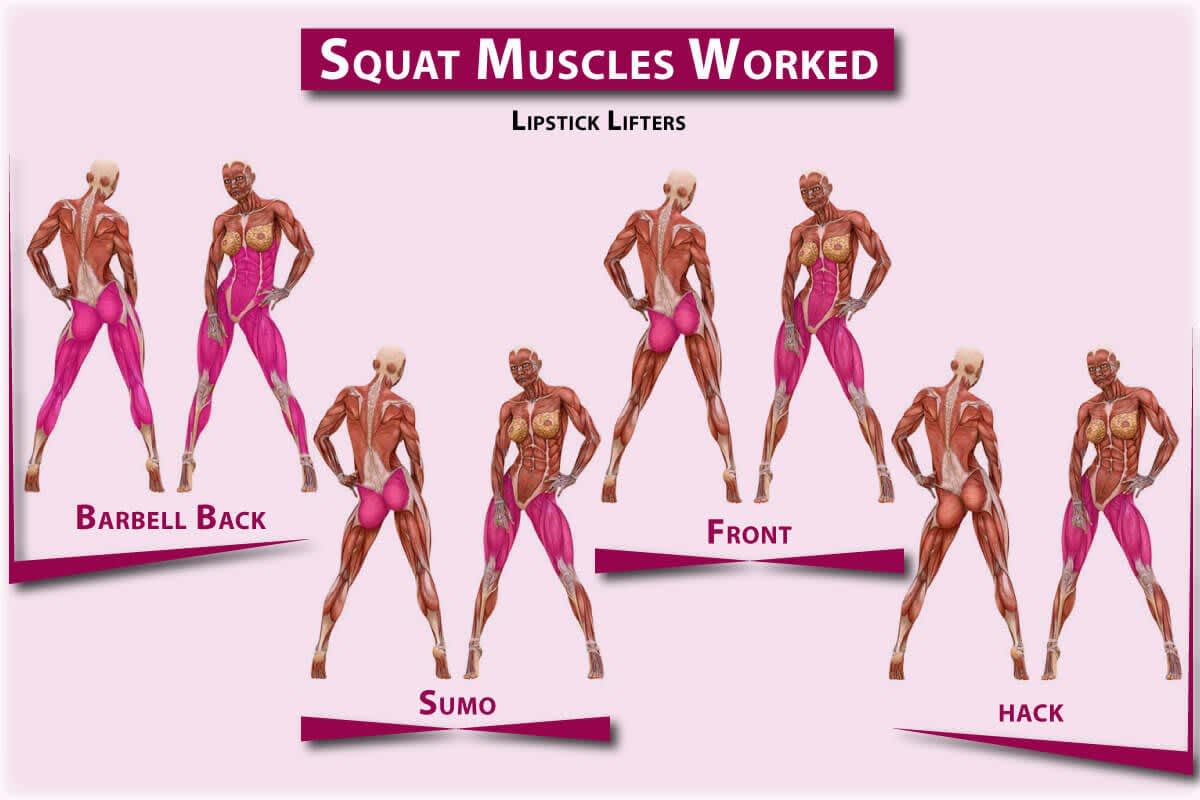 Muscles worked by squats: quads, glutes, hamstrings, and core muscles Muscles worked by squats: quads, glutes, hamstrings, and core muscles