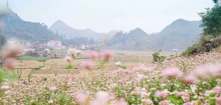 Những hình ảnh đẹp về làng quê việt nam chất lượng 4K 28 Ảnh thiên nhiên quê hương Việt nam
