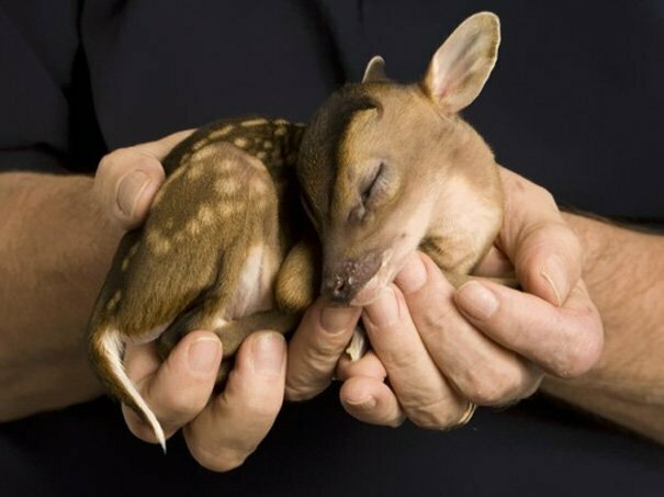 Cute Baby Animals: Adorable Baby Deer