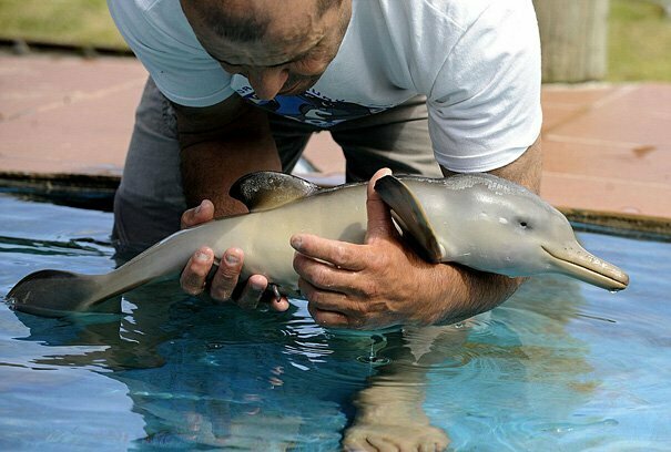 Cute Baby Animals: Adorable Baby Dolphin
