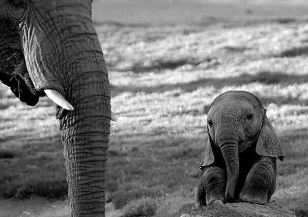 Adorable Baby Elephant - Cute Baby Animals