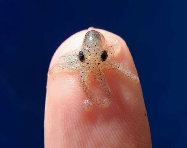 Adorable Baby Octopus - Cute Baby Animals