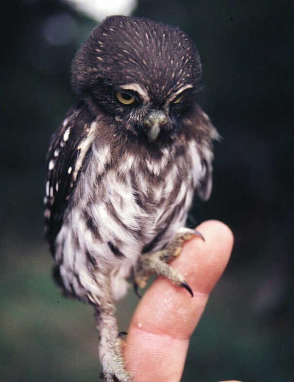 Adorable Baby Owl - Cute Baby Animals