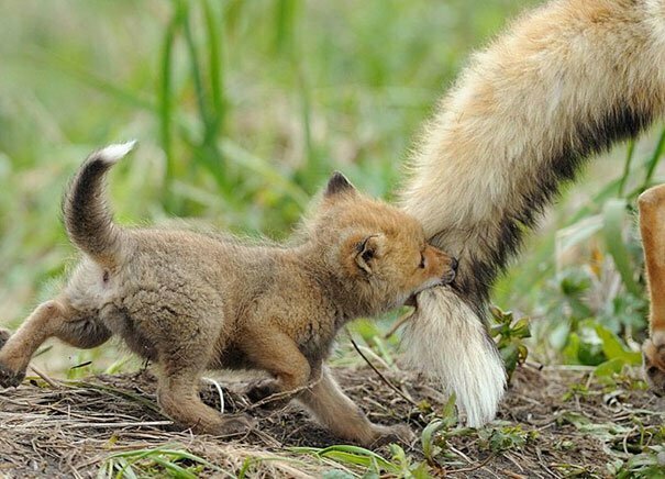 A Baby Fox