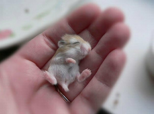A Baby Hamster