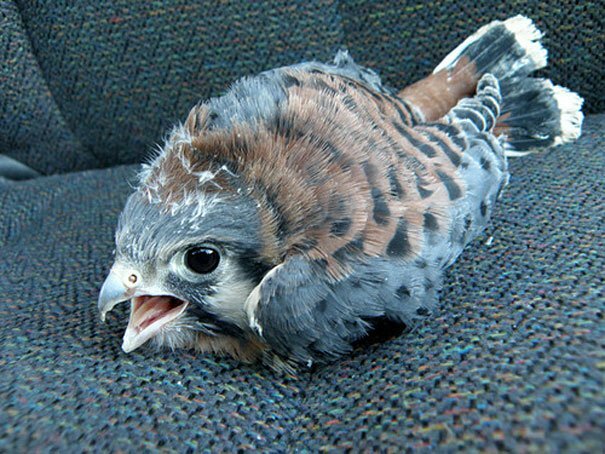 A Baby Hawk