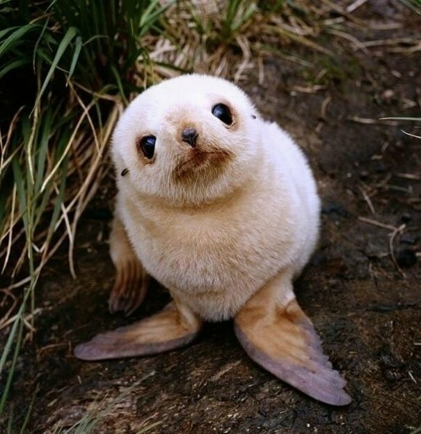 Cutest Baby Seal