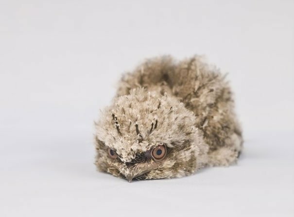 Frogmouth Chicks