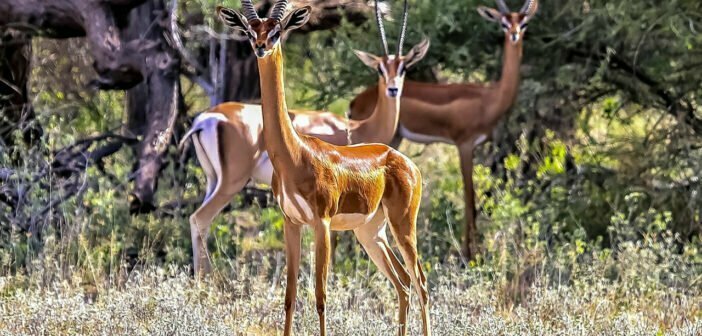 Gerenuk is also known as Waller's gazelle and the giraffe-necked antelop