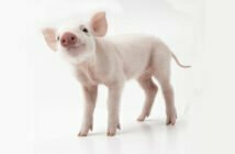 Miniature pigs - Cute Animals