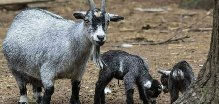 Pygmy Goats: